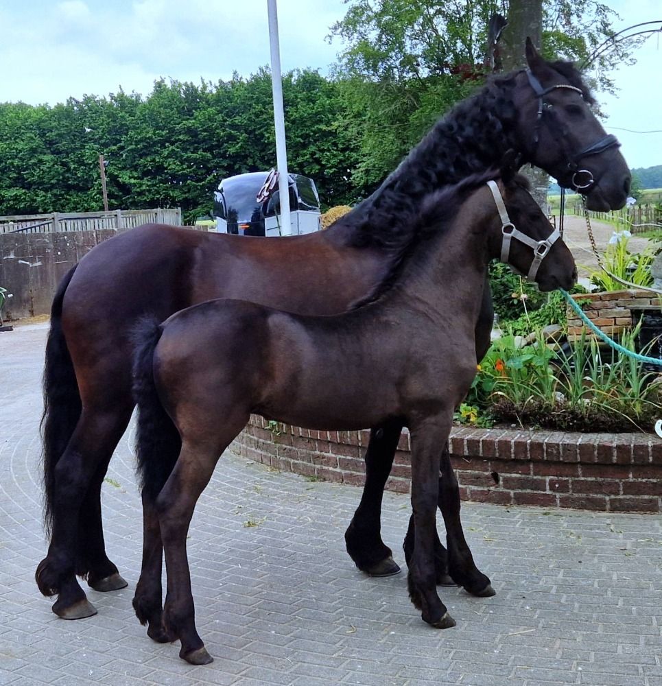 FPS (Nederland) fries Hengst Zwart te koop - Foto 4