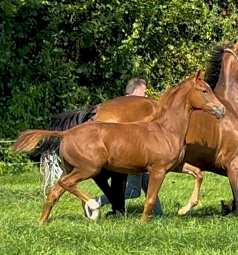KWPN dressuurpaard Merrie Vos te koop - Foto 2