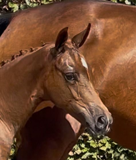 KWPN dressuurpaard Merrie Vos te koop - Foto 3