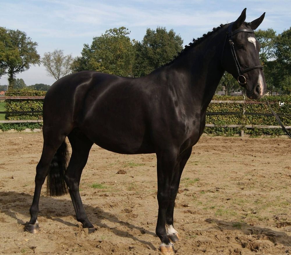 KWPN fokmerrie Merrie 12 jaar Zwart te koop - Foto 3