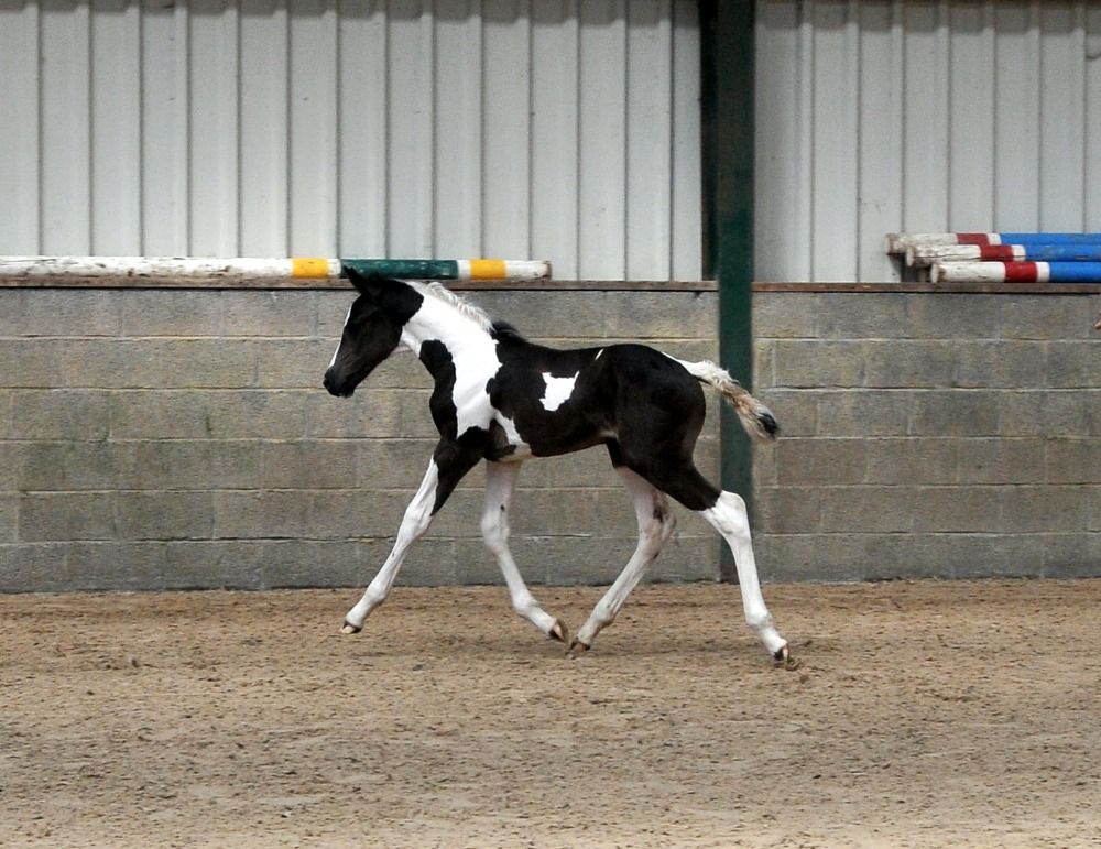 Bont - Merrie - Ceasar TL x Thunder vd zuuthoeve