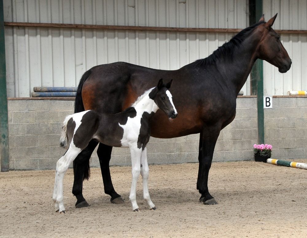 springpaard Merrie Andere te koop - Foto 4