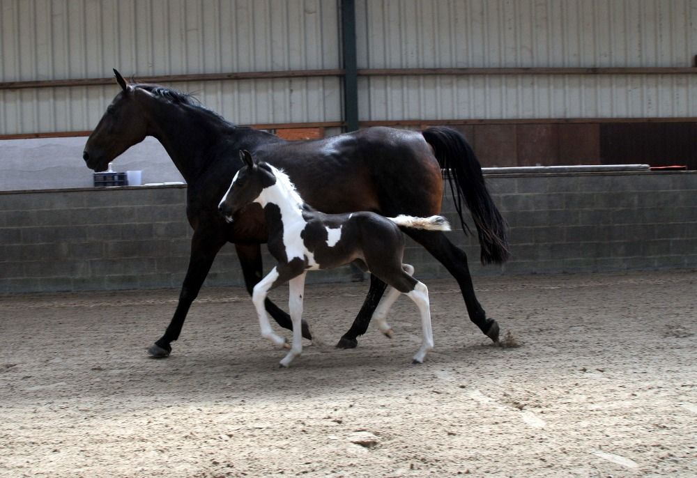 springpaard Merrie Andere te koop - Foto 2
