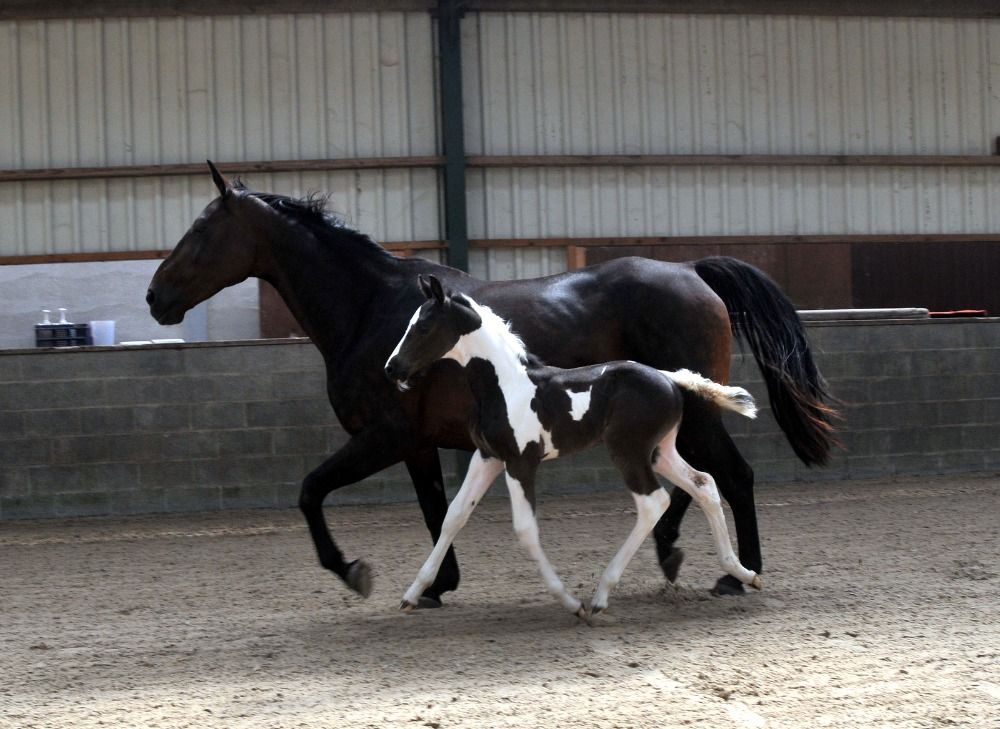 springpaard Merrie Andere te koop - Foto 3