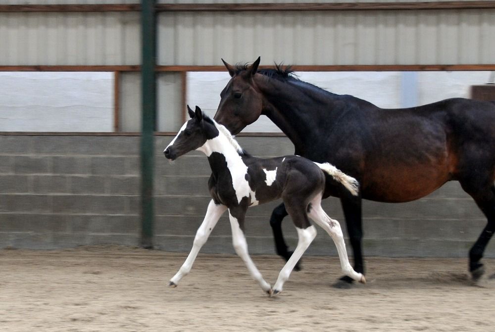 springpaard Merrie Andere te koop - Foto 5