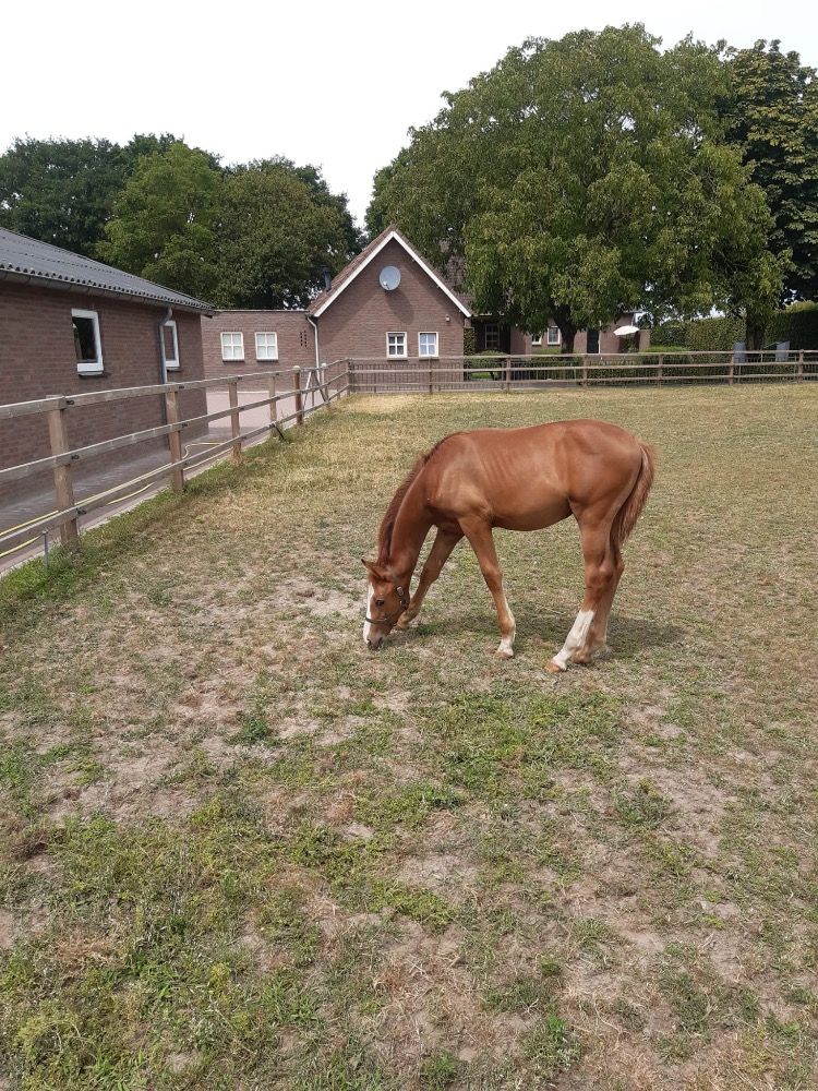 KWPN springpaard Hengst Vos te koop - Foto 2