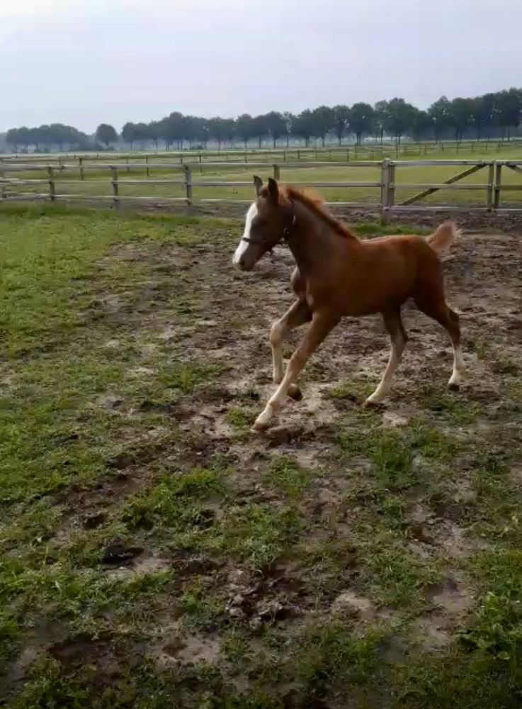 KWPN springpaard Hengst Vos te koop - Hoofdfoto