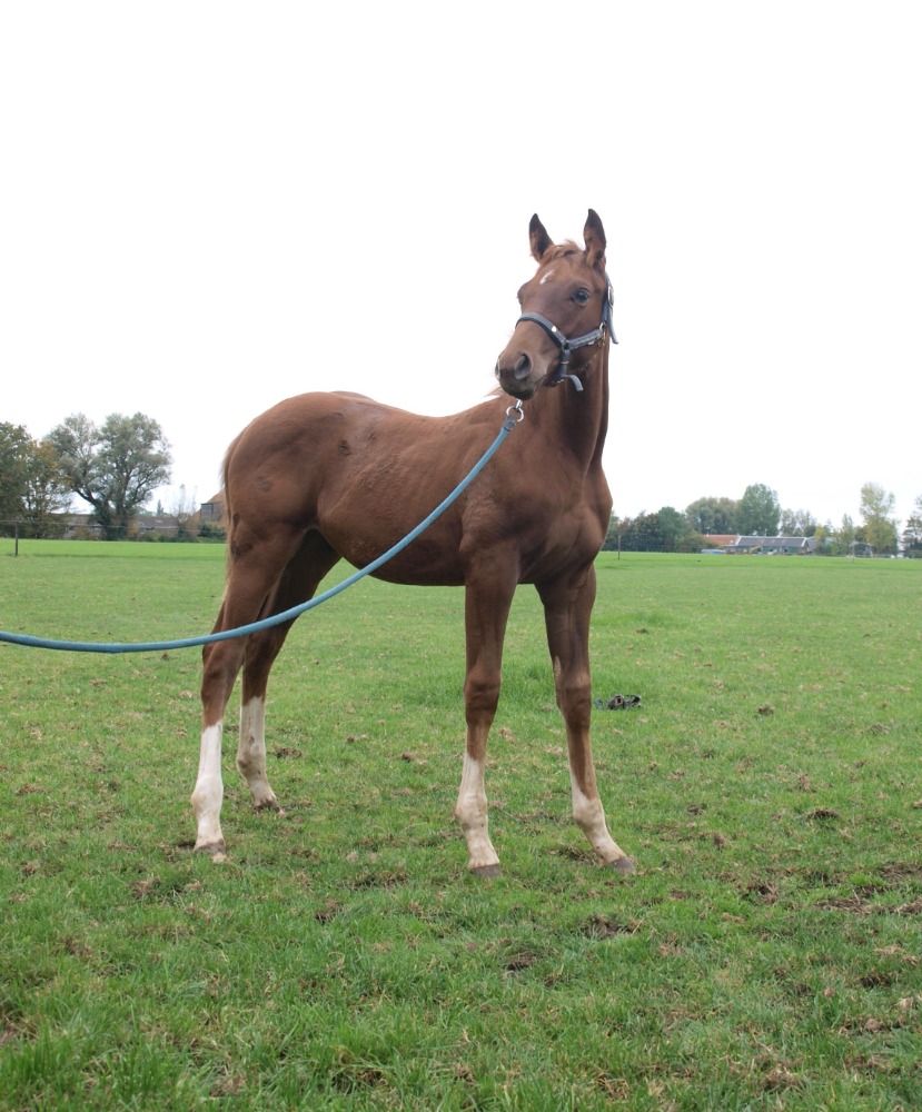 Ander stamboek dressuurpaard Hengst Vos te koop - Foto 2