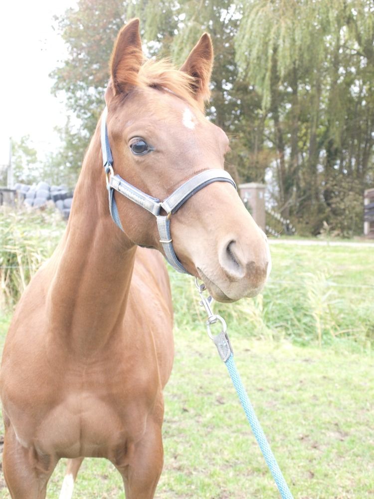 Ander stamboek dressuurpaard Hengst Vos te koop - Hoofdfoto
