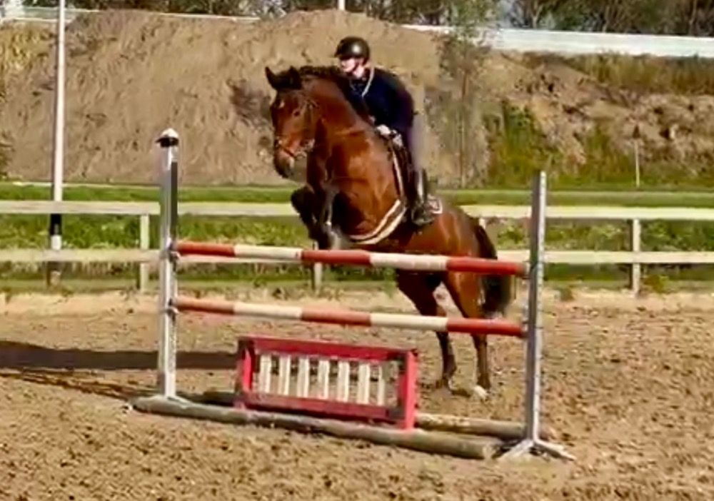 Selle Fran�ais springpaard Ruin 16 anni Bruin in vendita - Foto 2