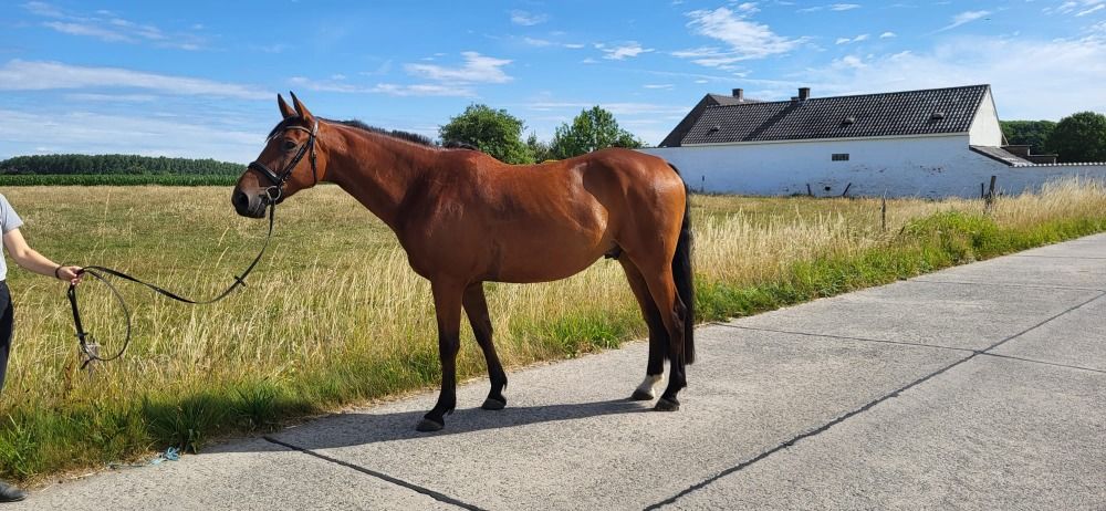 BWP allrounder Ruin 5 jaar Bruin te koop - Foto 4
