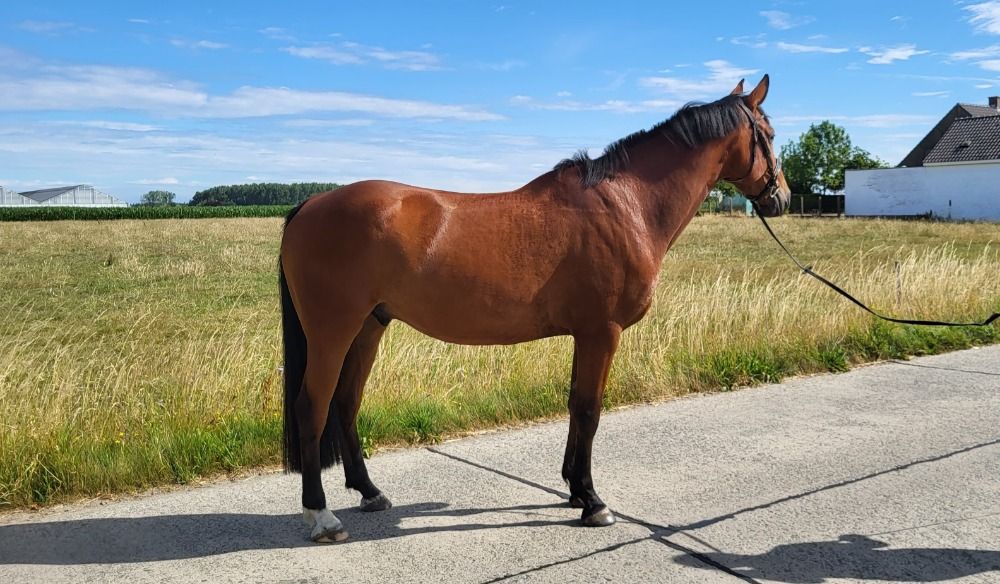 BWP allrounder Ruin 5 jaar Bruin te koop - Foto 2