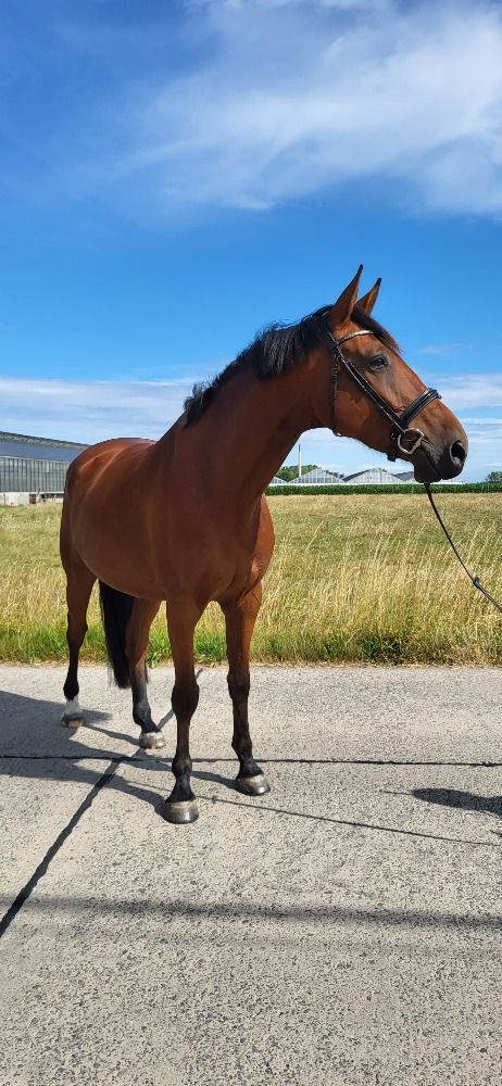 5 jarige ruin - allrounder
