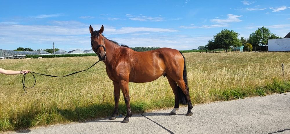 BWP allrounder Ruin 5 jaar Bruin te koop - Foto 3