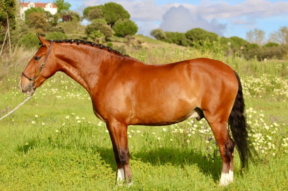Ander stamboek dressuurpaard Ruin 8 jaar Bruin te koop - Foto 4