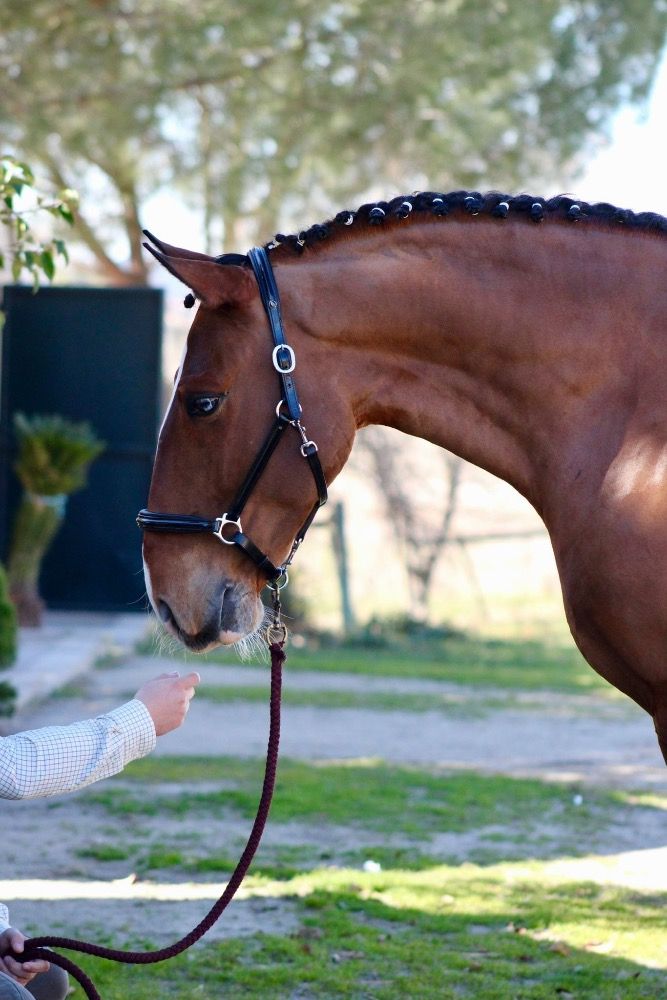 Ander stamboek dressuurpaard Ruin 8 jaar Bruin te koop - Foto 2