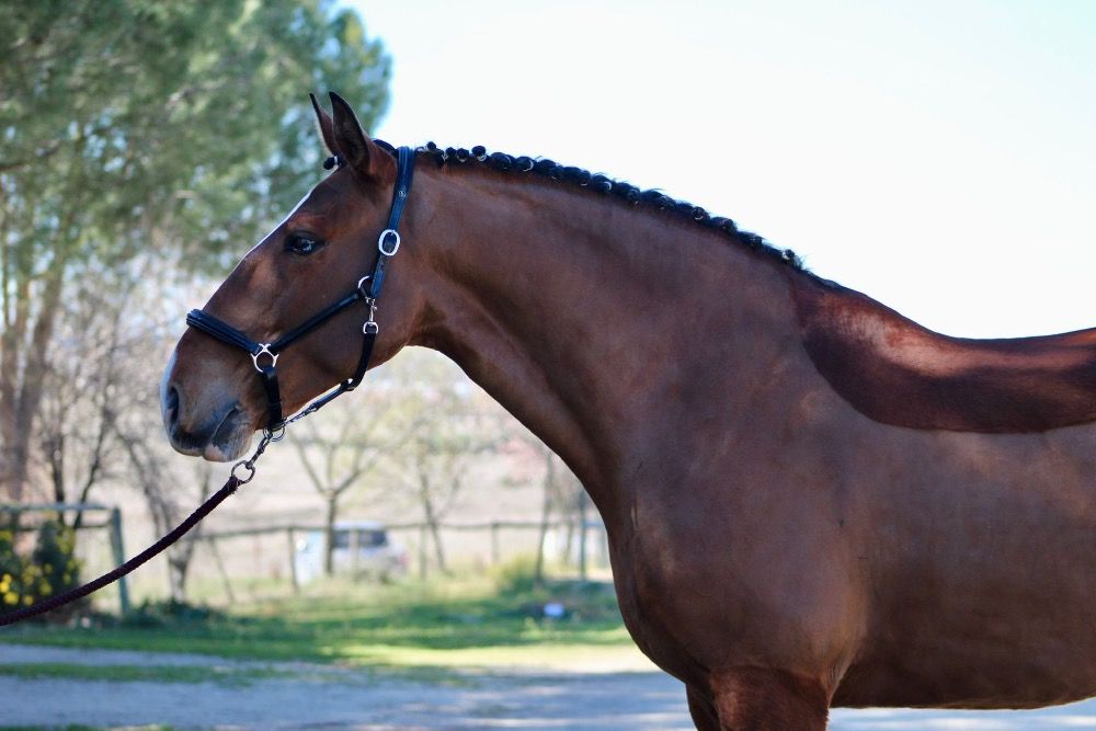 Ander stamboek dressuurpaard Ruin 8 jaar Bruin te koop - Foto 3