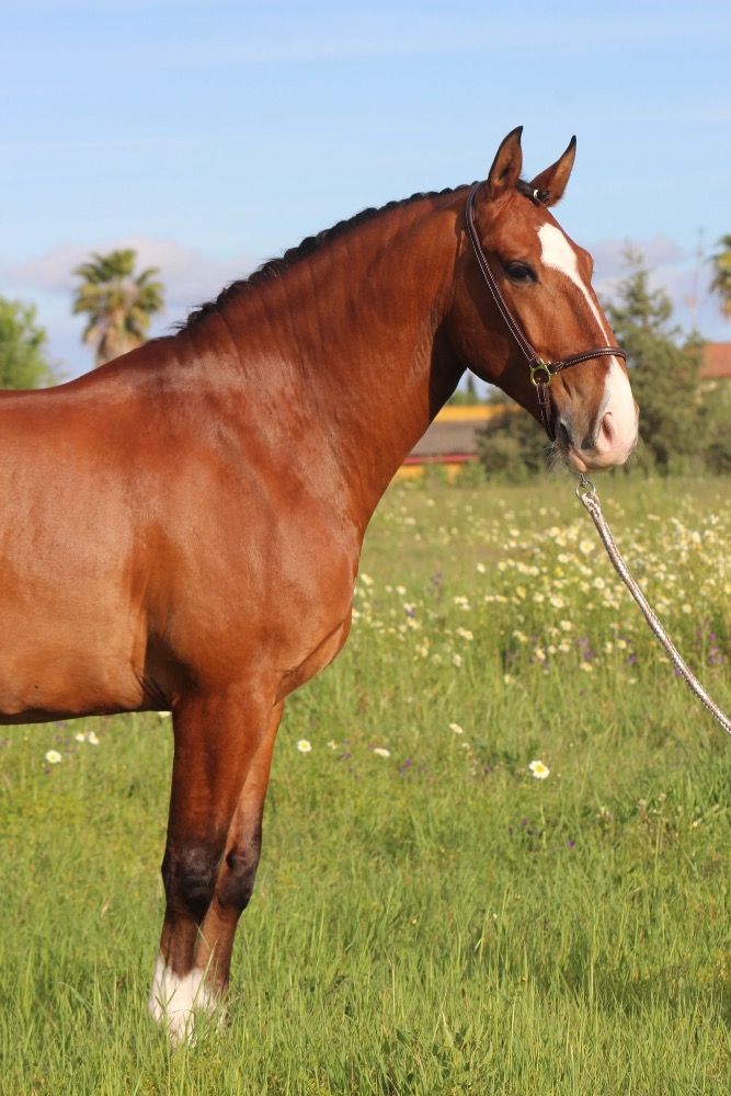 Ander stamboek dressuurpaard Ruin 8 jaar Bruin te koop - Hoofdfoto
