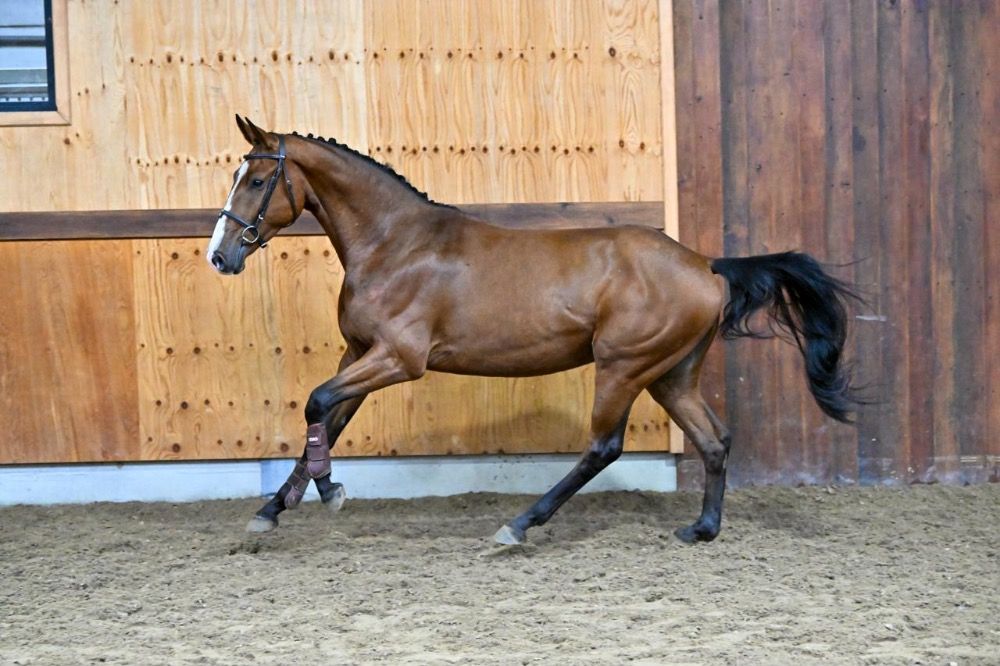 BWP springpaard Ruin 3 jaar Bruin te koop - Foto 2