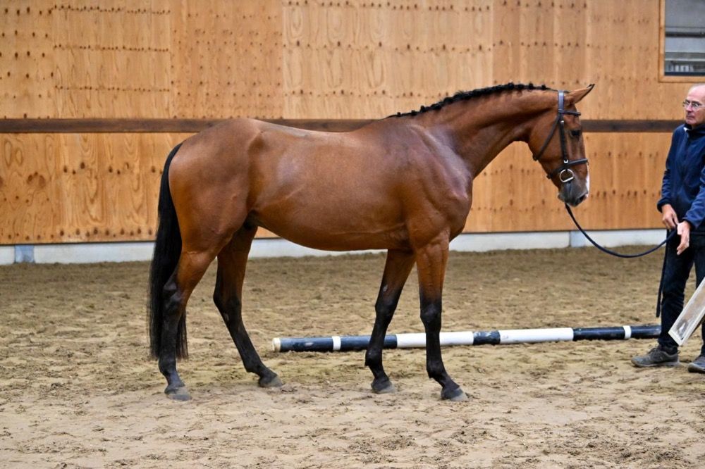 BWP springpaard Ruin 3 jaar Bruin te koop - Foto 3