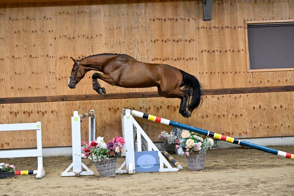 BWP springpaard Ruin 3 jaar Bruin te koop - Hoofdfoto