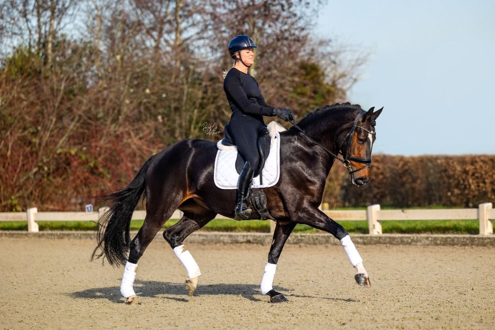 KWPN dressuurpaard Merrie 9 jaar Donkerbruin te koop - Foto 2
