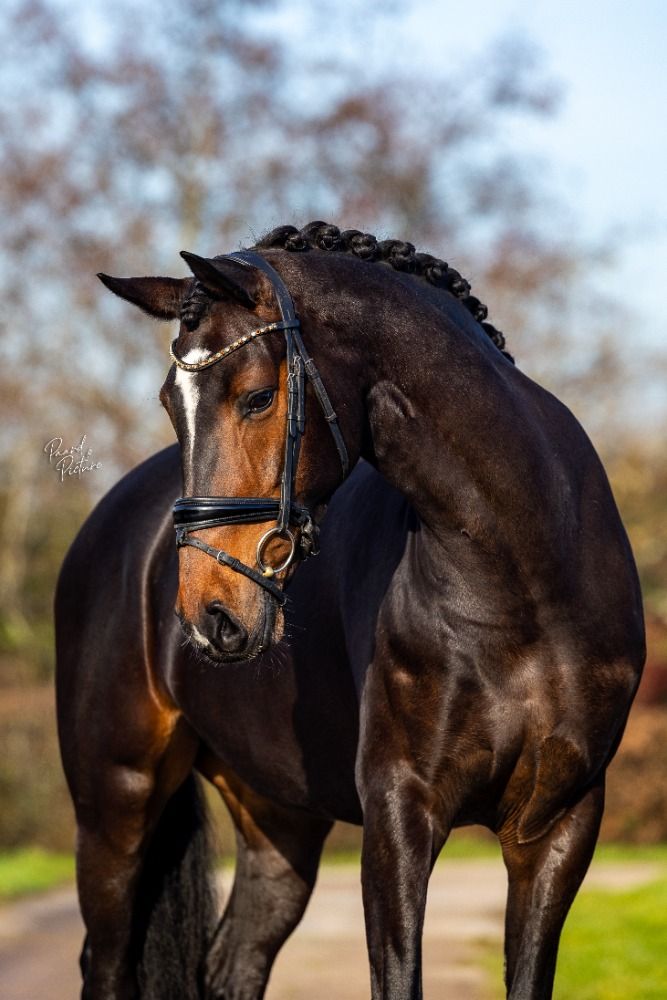KWPN dressuurpaard Merrie 9 jaar Donkerbruin te koop - Foto 4