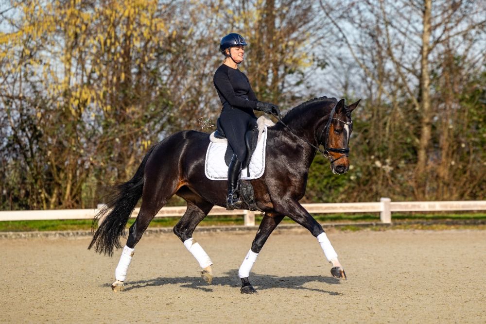 KWPN dressuurpaard Merrie 9 jaar Donkerbruin te koop - Foto 3