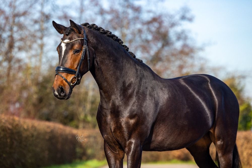 KWPN dressuurpaard Merrie 9 jaar Donkerbruin te koop - Foto 6