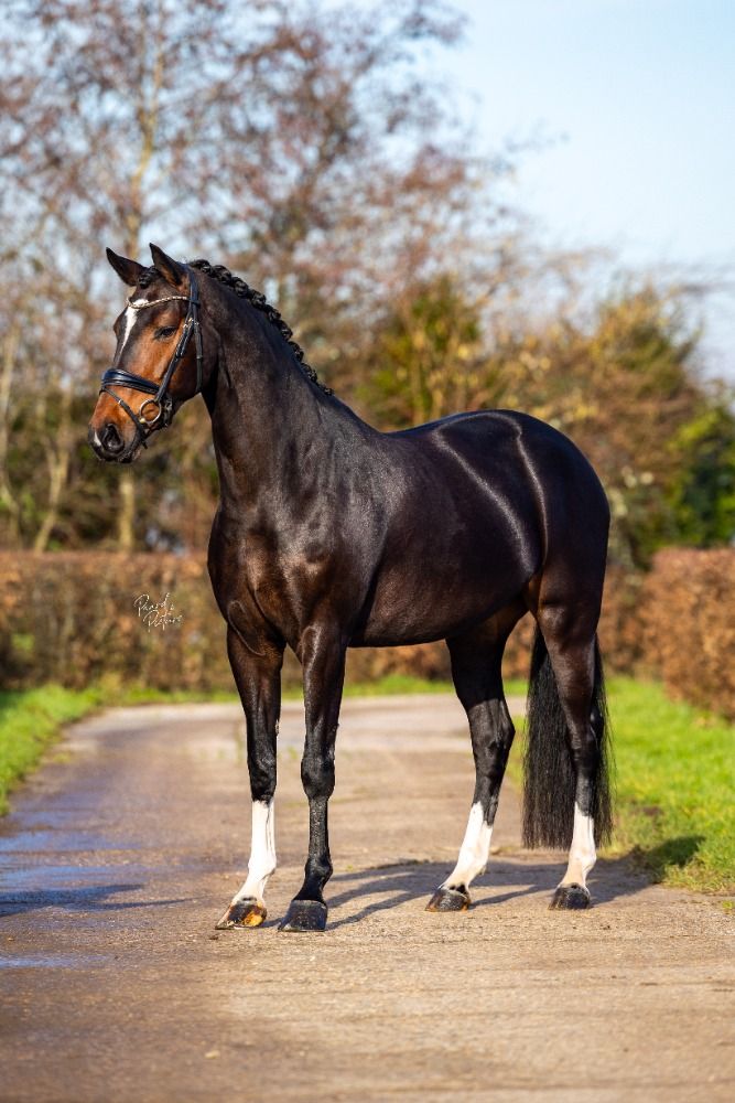 KWPN dressuurpaard Merrie 9 jaar Donkerbruin te koop - Foto 5