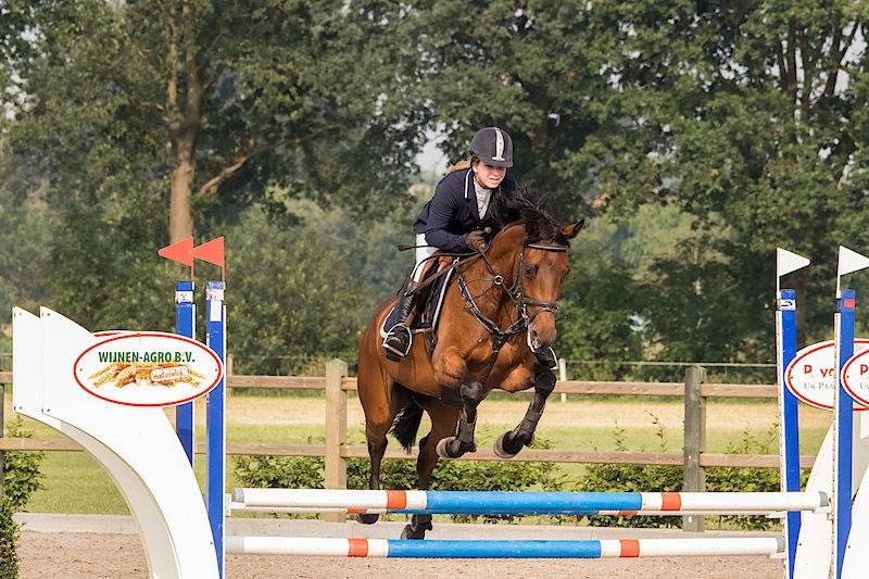 KWPN dressuurpaard Merrie 14 Jahre alt Bruin zu verkaufen - Foto 3