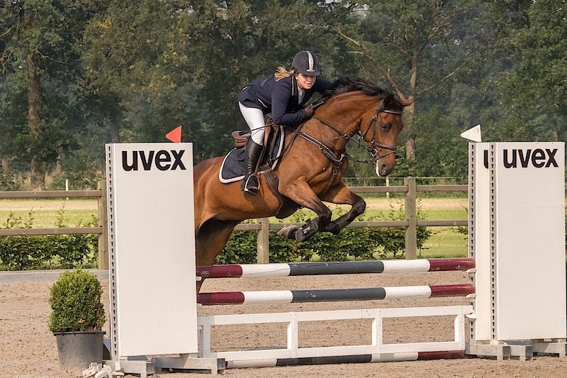 KWPN dressuurpaard Merrie 14 Jahre alt Bruin zu verkaufen - Foto 2
