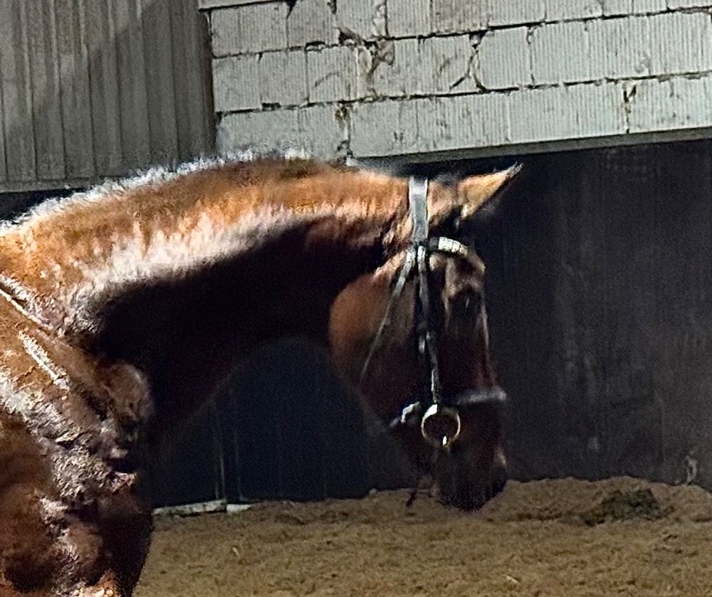 KWPN dressuurpaard Merrie 2 years old Bruin for sale - Photo 2
