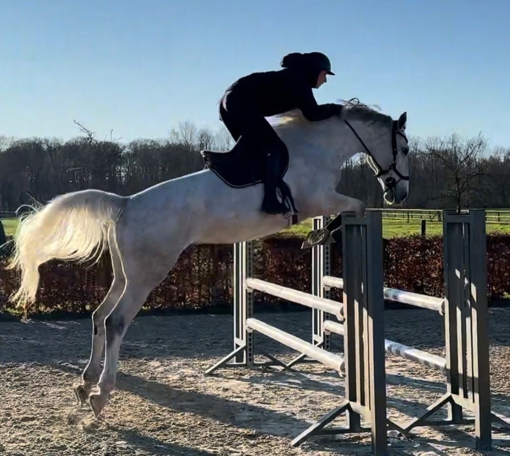 Zangersheide springpaard Merrie 8 years old Schimmel for sale - Photo 4