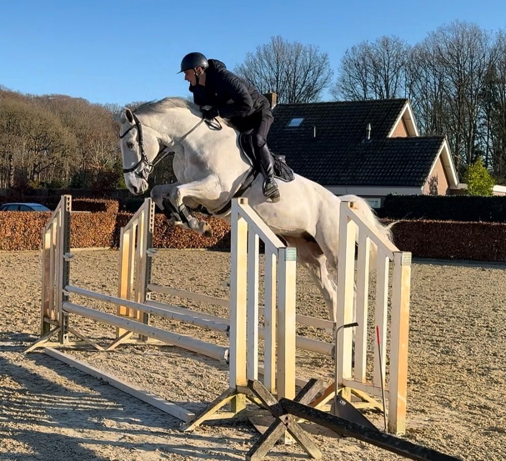 Zangersheide springpaard Merrie 8 years old Schimmel for sale - Photo 3