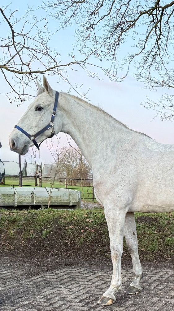 Zangersheide springpaard Merrie 8 years old Schimmel for sale - Photo 5