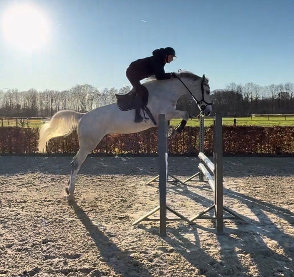 Zangersheide springpaard Merrie 8 years old Schimmel for sale - Main photo
