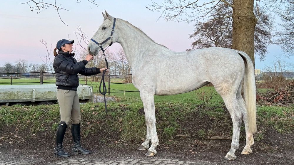 Zangersheide springpaard Merrie 8 years old Schimmel for sale - Photo 2