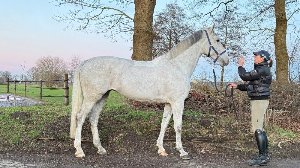 Zangersheide springpaard Merrie 8 years old Schimmel for sale - Photo 6