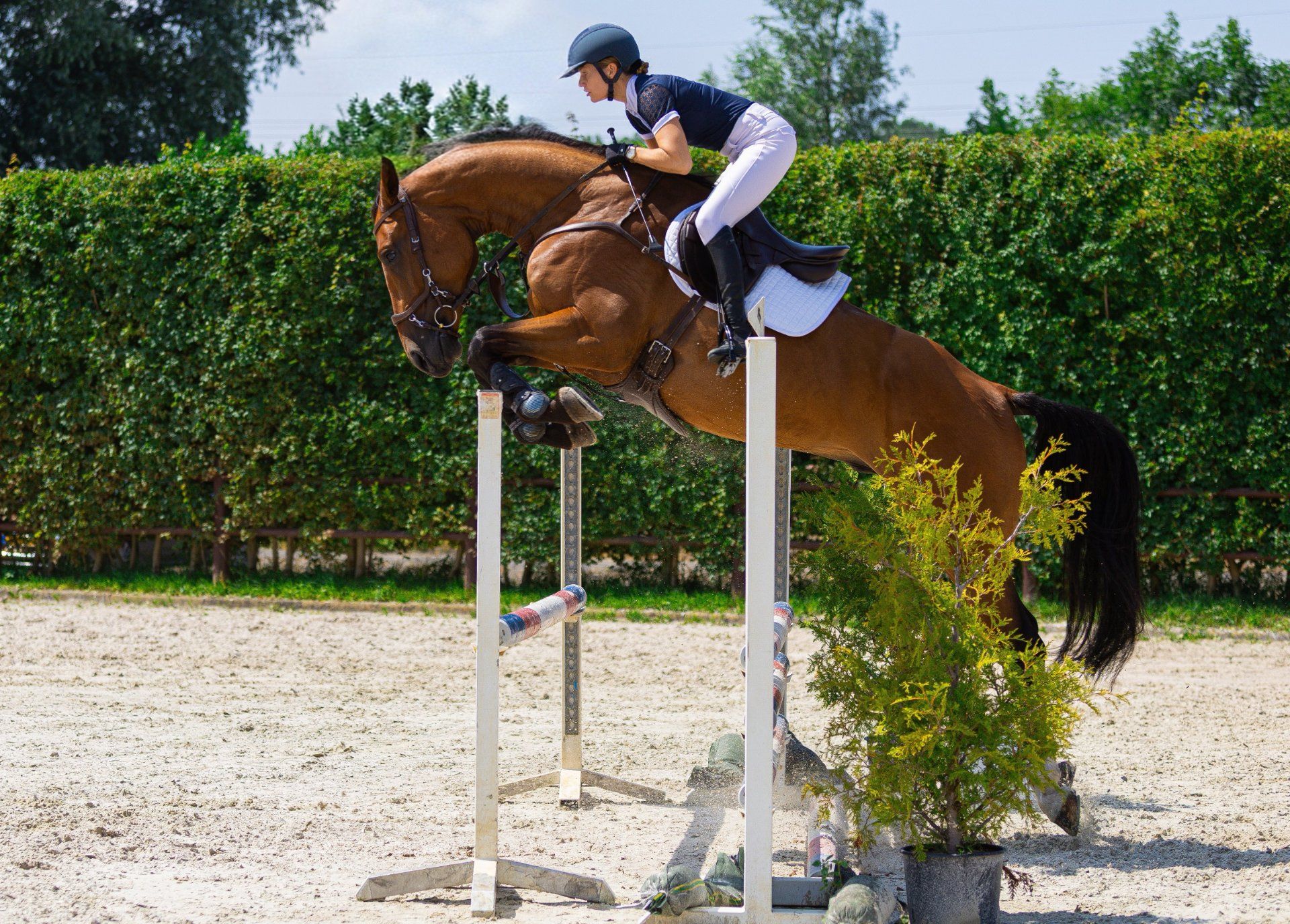 Cheval de saut d’obstacles/complet avec un grand potentiel