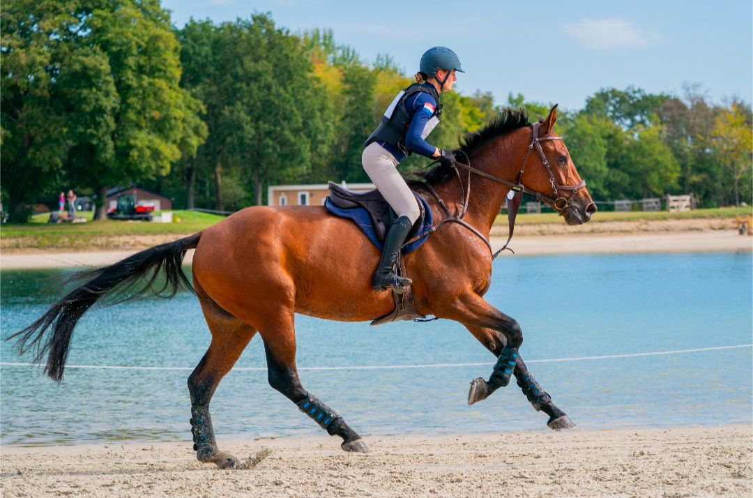 zangersheide springpaard ruin 4 ans bruin à vendre - Photo 2