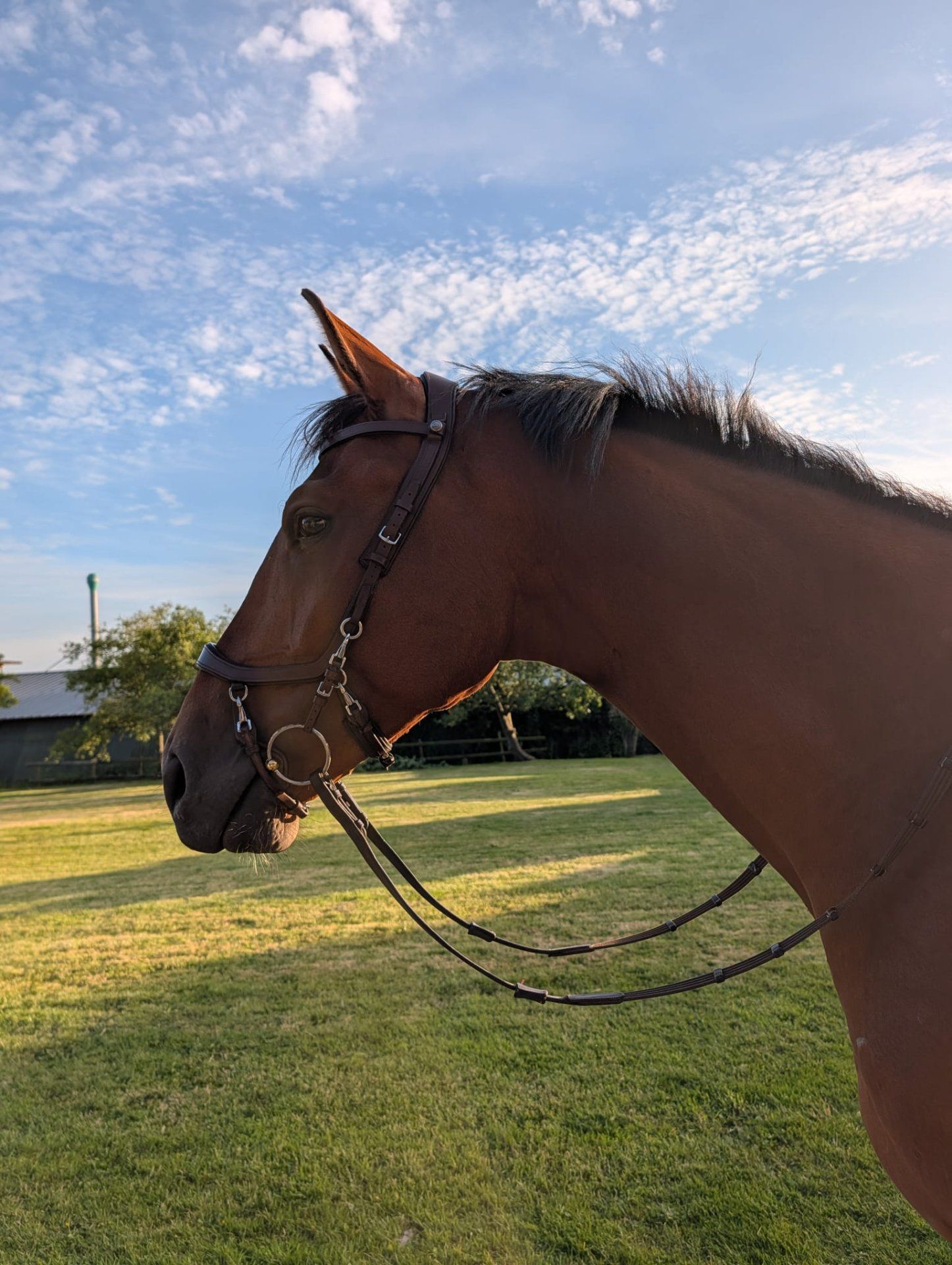 zangersheide springpaard ruin 4 ans bruin à vendre - Photo 3