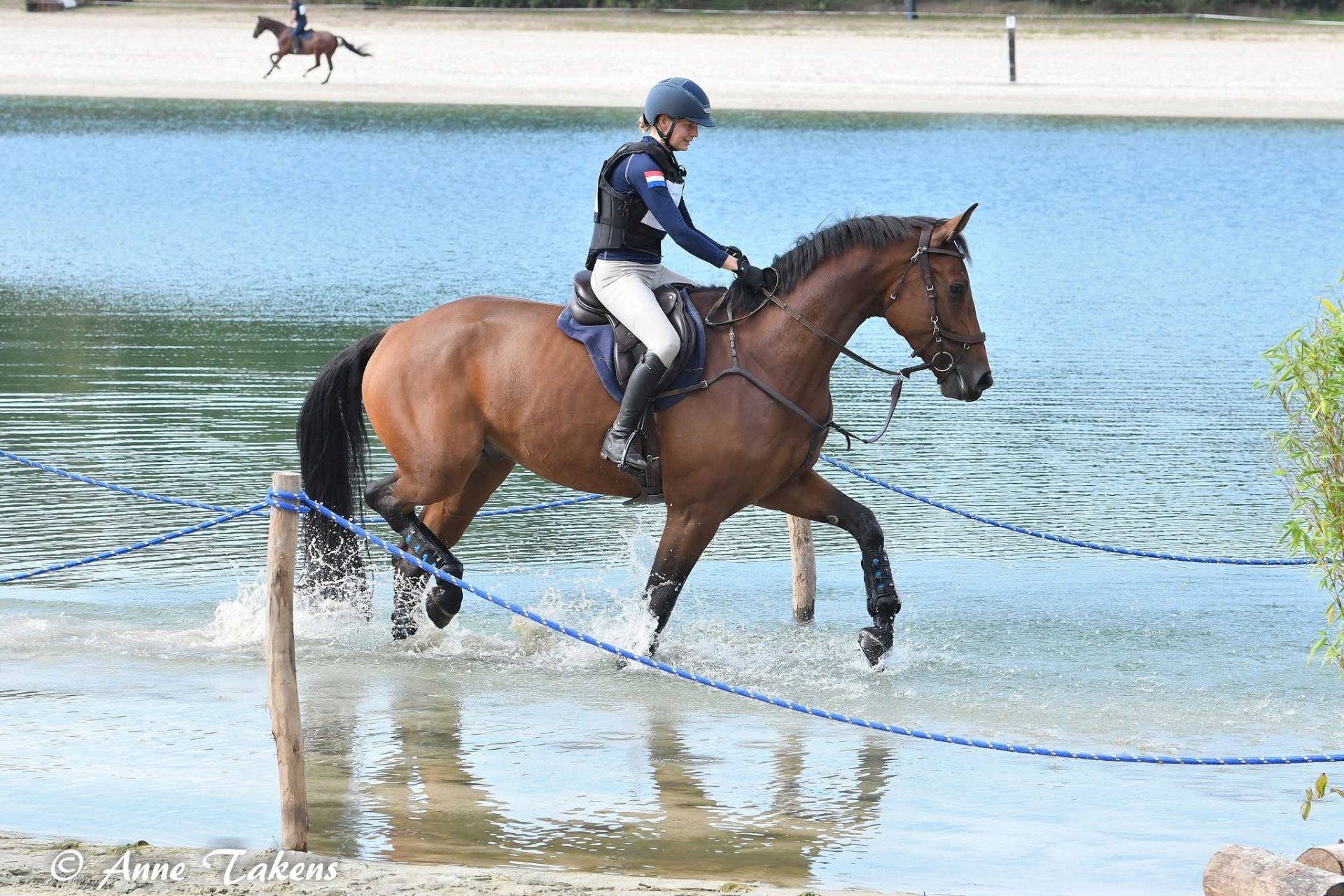 zangersheide springpaard ruin 4 ans bruin à vendre - Photo 4