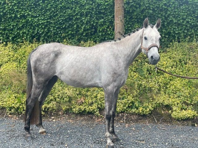 4 jarige talentvolle springpony