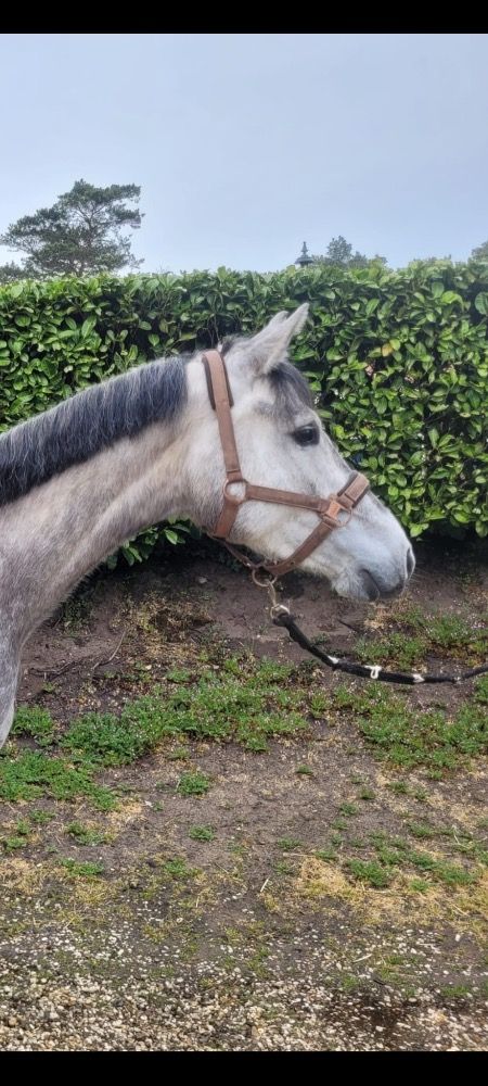 springpony Merrie 4 jaar Schimmel te koop - Foto 2