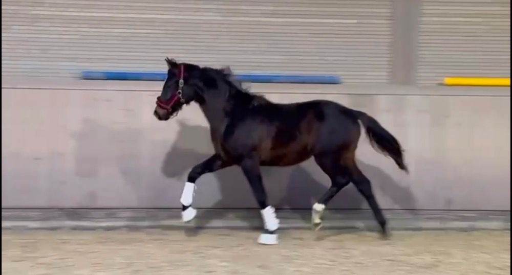 2yr old Gelding by Escolar