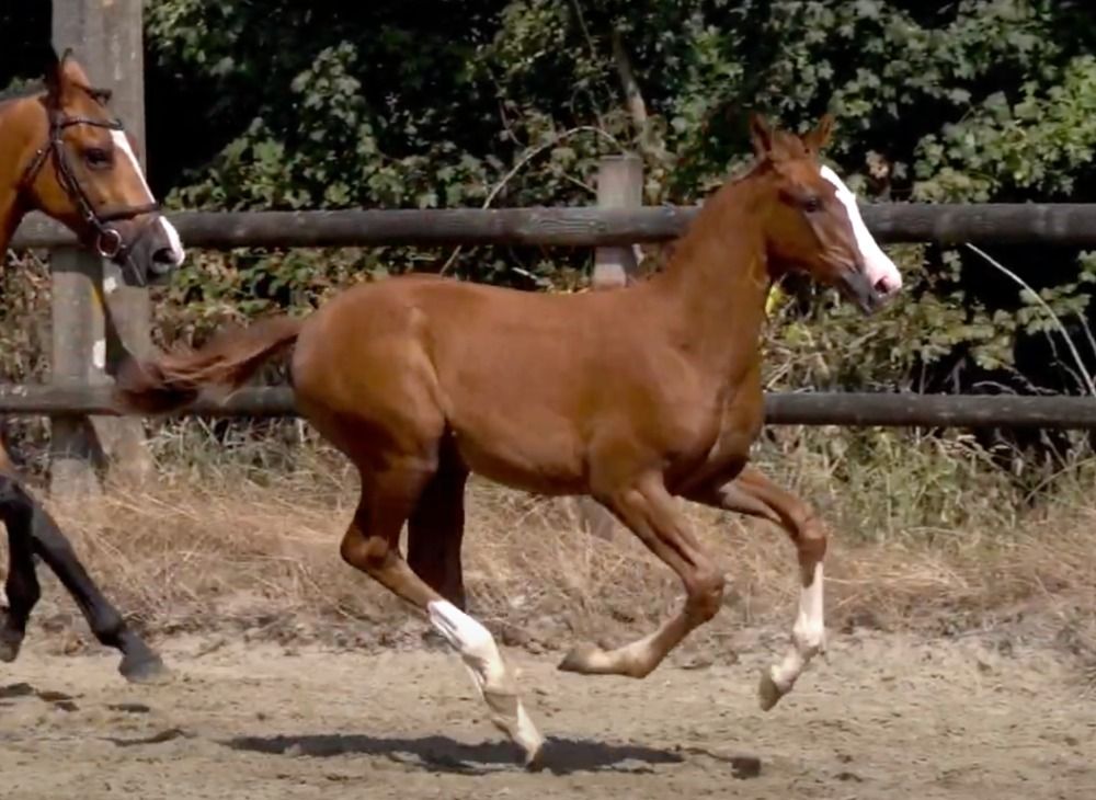 Zangersheide fokmerrie Merrie 18 years old Bruin for sale - Photo 6