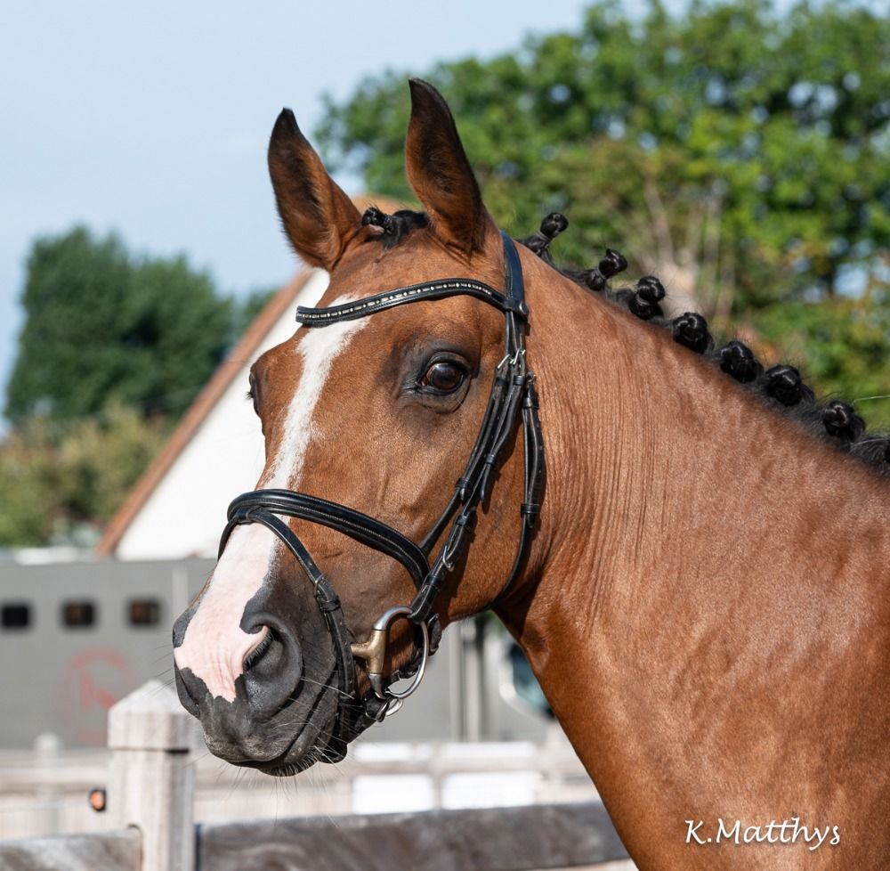 Zangersheide fokmerrie Merrie 18 years old Bruin for sale - Photo 5
