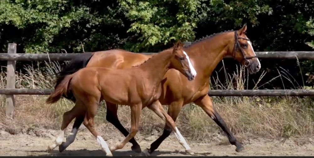 Zangersheide fokmerrie Merrie 18 years old Bruin for sale - Photo 3