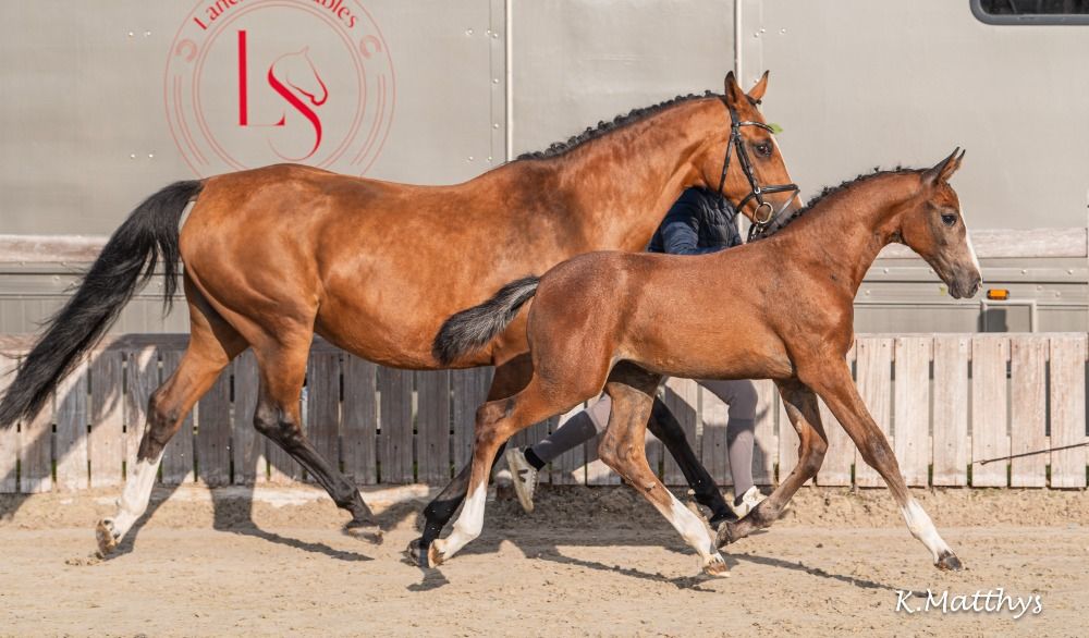 Ap-Art Z, broodmare, in foal to Verdi TN for 06/2026